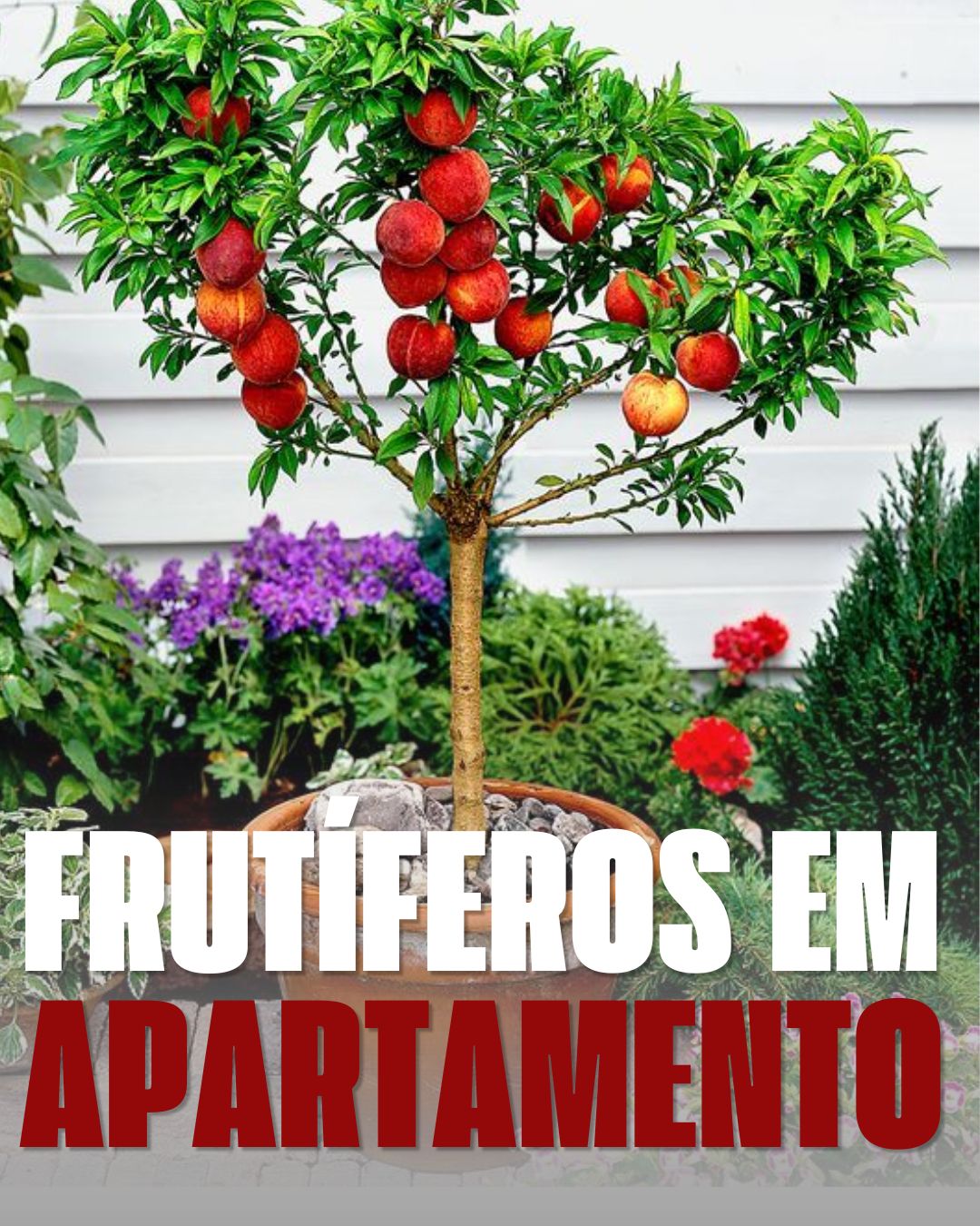 Frutificacao em vaso e apartamento