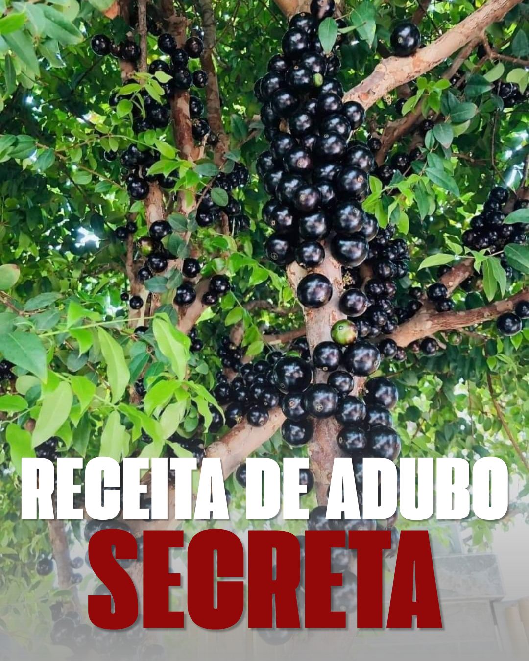 Receitas de adubo caseiro natural